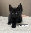 CAT - Mr. Smee