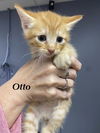 CAT - Otto