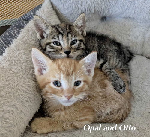CAT - Otto