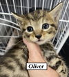 CAT - Oliver