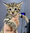 CAT - Oliver