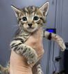 CAT - Oliver