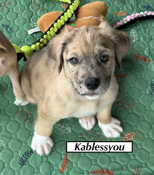 Kablessyou