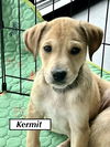 Kermit