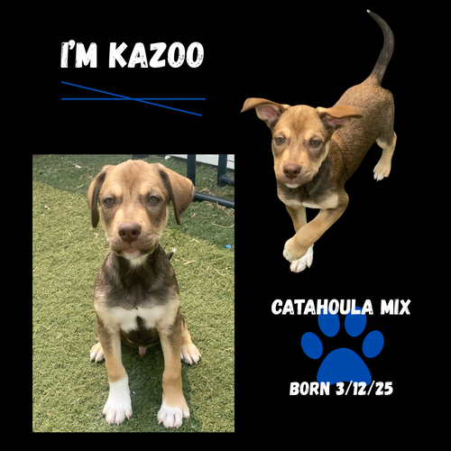 Kazoo