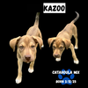 Kazoo