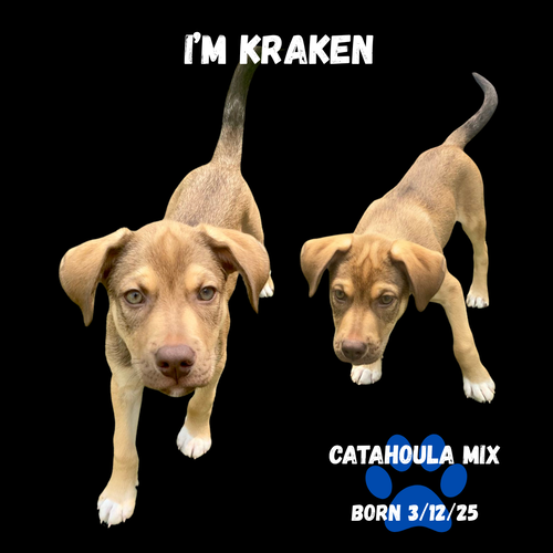 Kraken