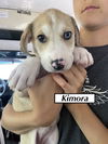 Kimora