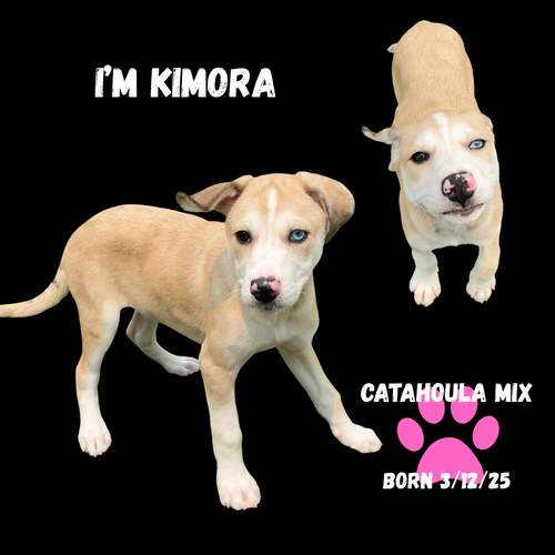Kimora