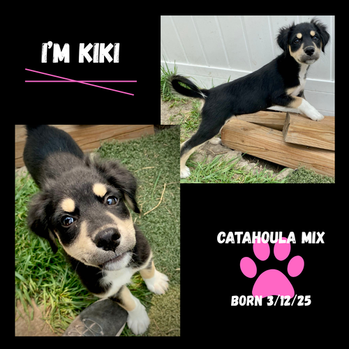 KiKi