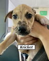 KRICKET