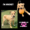 KRICKET
