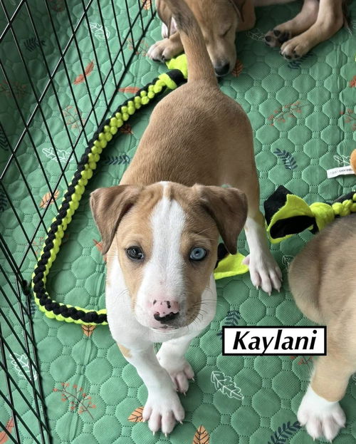 KAYLANI