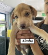 Kimba