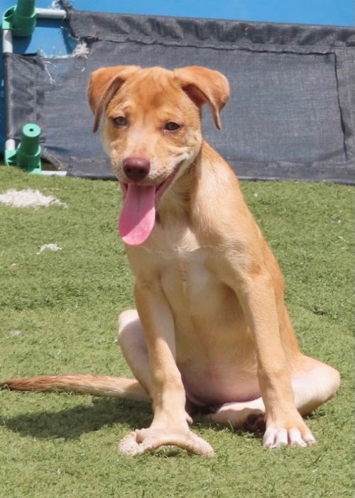 Kimba