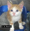 CAT - Nacho