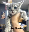 CAT - Noodle