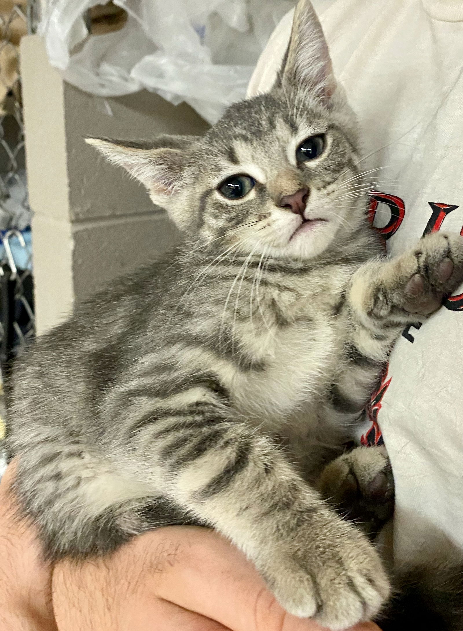 adoptable Cat in Gilberts, IL named CAT - Noodle