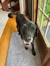 MAGGIE