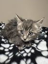 CAT-QUIBBLE