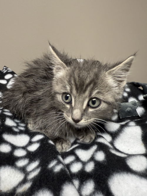 CAT-QUIBBLE