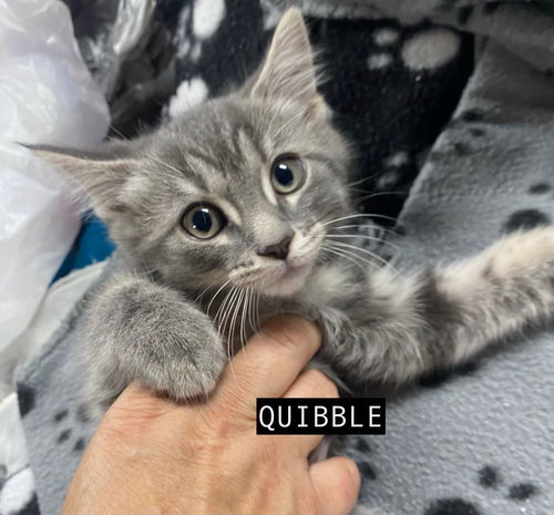 CAT-QUIBBLE