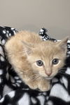 CAT-QUIGLEY