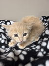 CAT-QUINEVIERE
