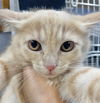 CAT-QUINEVIERE