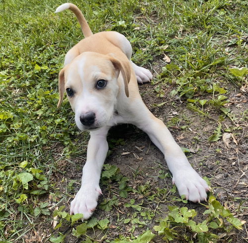 MARTINI-aka Tini