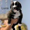 LUNA