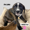 LUNA