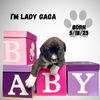 LADY GAGA