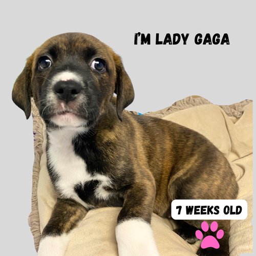LADY GAGA