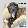 LAZER