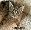 CAT - PENELOPE