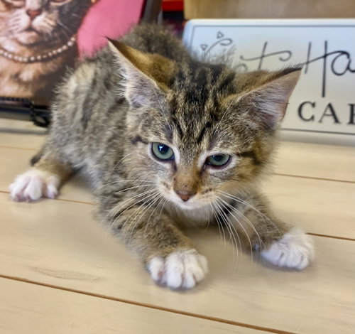 picture of the cat needing adoption