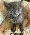 CAT - PRUDENCE
