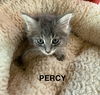 CAT - PERCY
