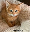 CAT - PHINEAS