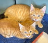 CAT - PHINEAS - Photo 4