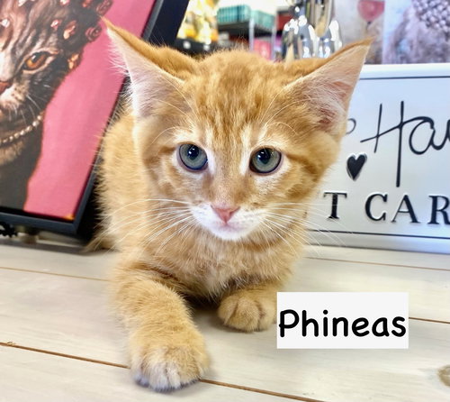 picture of the cat needing adoption