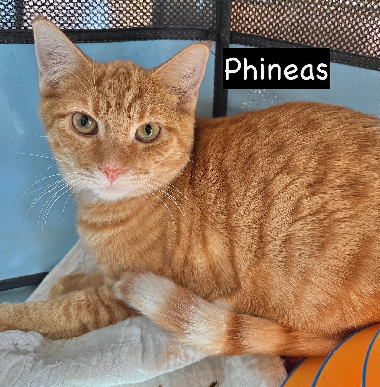 CAT - PHINEAS