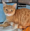 CAT - PHINEAS - Photo 1
