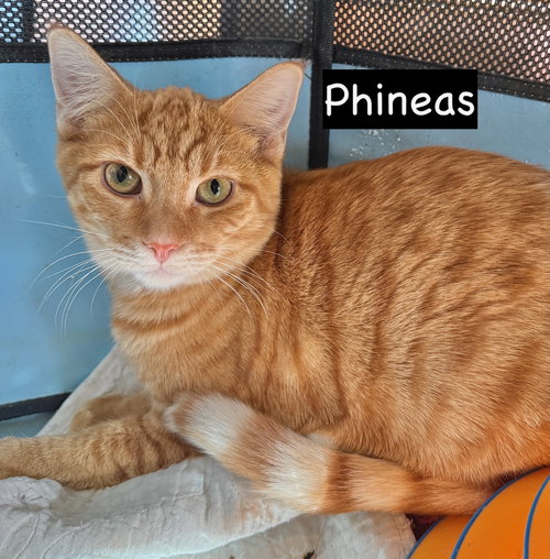 picture of the cat needing adoption
