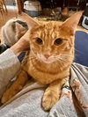 CAT - PHINEAS - Photo 2