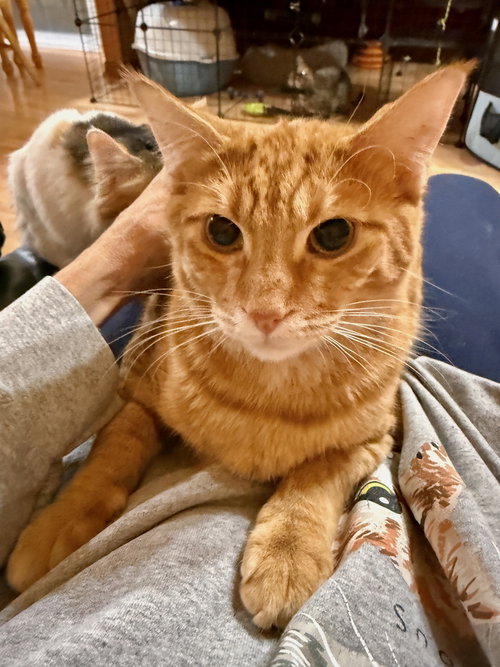 CAT - PHINEAS - Domestic Short Hair available for adoption