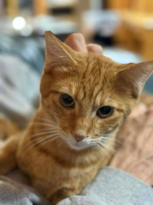 picture of the cat needing adoption