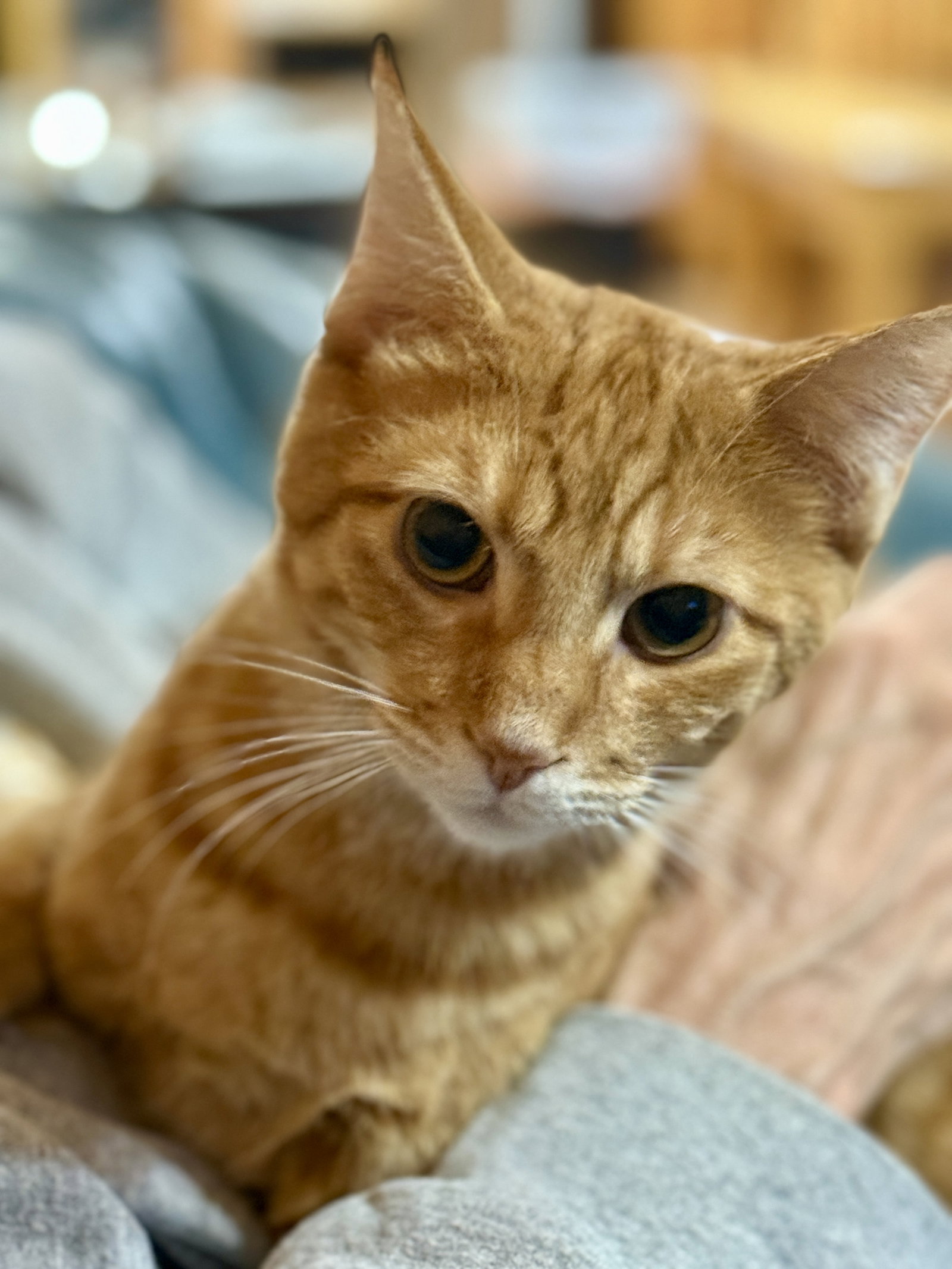 CAT - PHINEAS