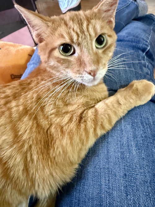 CAT - PHINEAS, an adoptable Domestic Short Hair in GILBERTS, IL